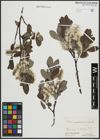 Foto von Salix appendiculata Vill. x Salix aurita L.